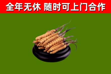 宁海县回收冬虫夏草